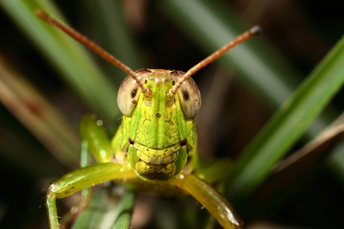 menaching-grasshopper.jpg